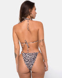 Mone bottom Bikini in Original Cheetah