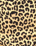 Nolia Tube Top in Rar Leopard